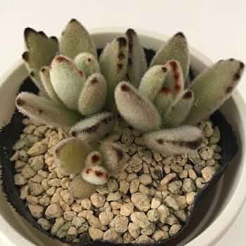 多肉植物 カランコエ もふもふ兎シリーズ♡ チョコロウル 抜き苗 ☆専用☆ 多肉植物 カランコエ もふもふ兎♡ バイオレット+
